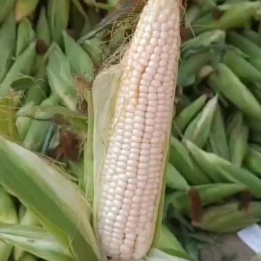 万糯玉米