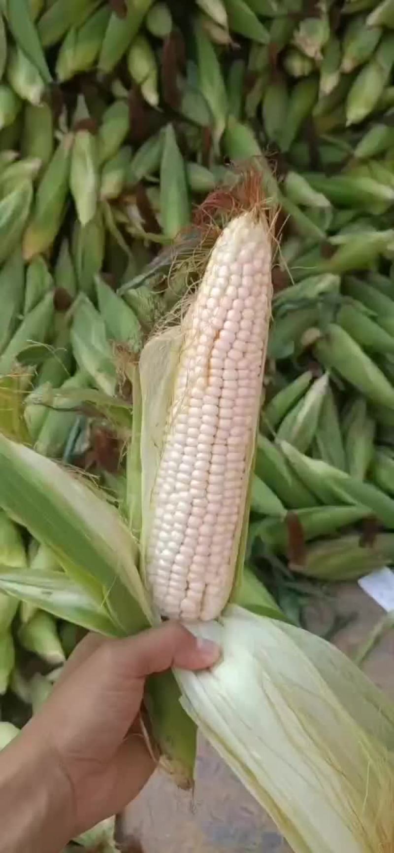万糯玉米