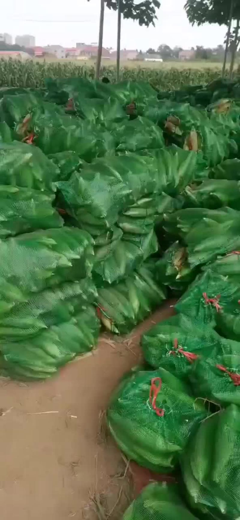 万糯玉米