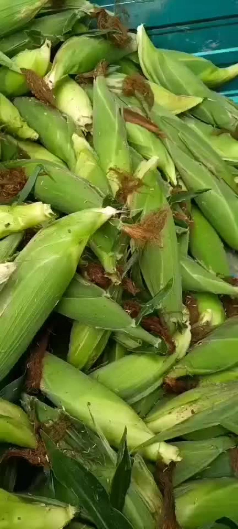 万糯玉米