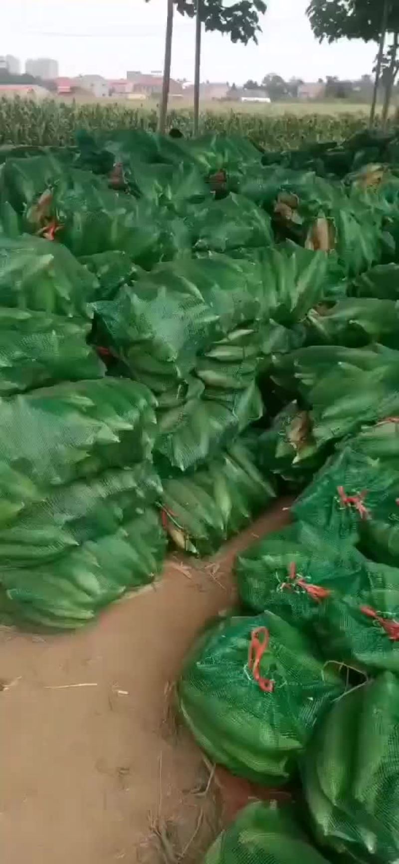 万糯玉米