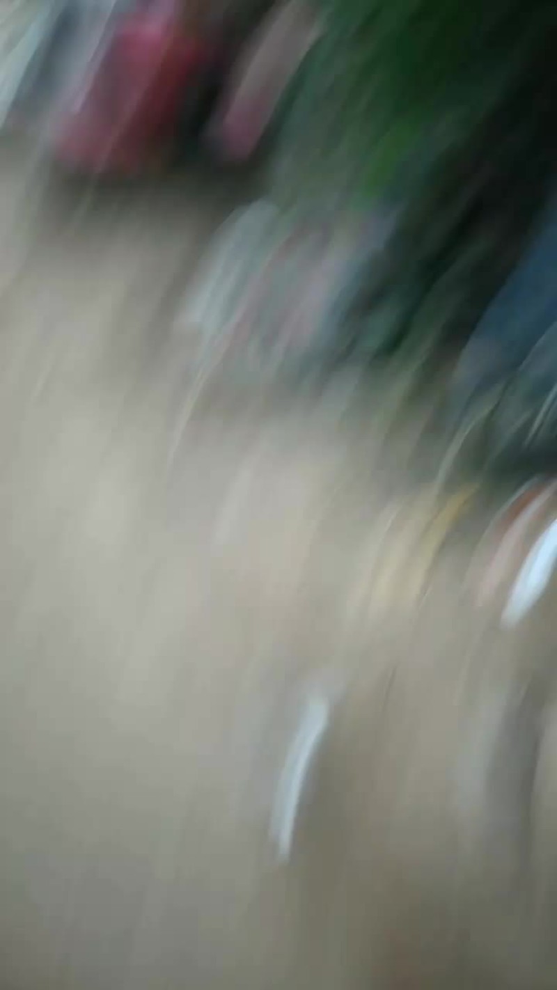 葡萄树