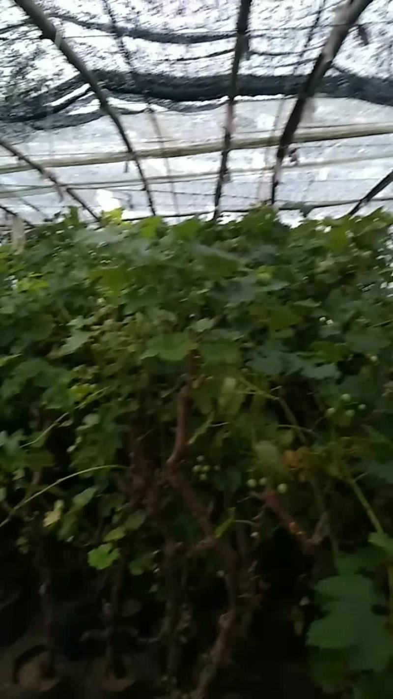 葡萄树