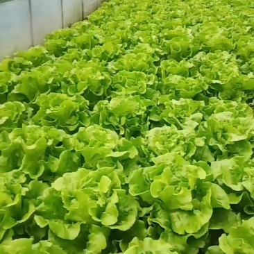 花一样的生菜
