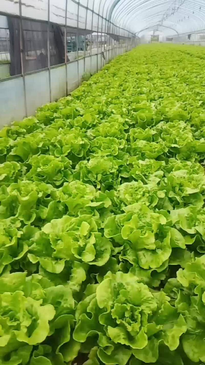 花一样的生菜