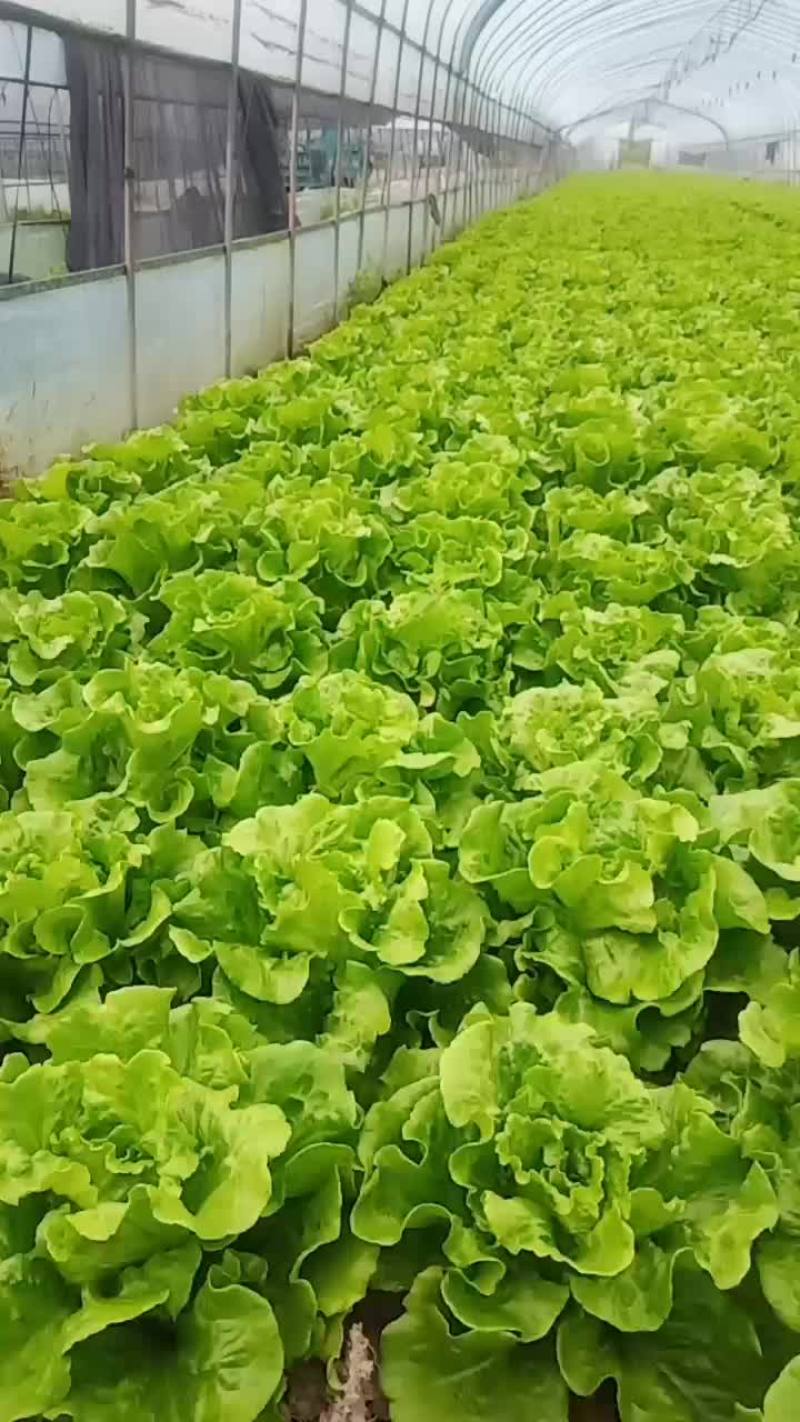 花一样的生菜