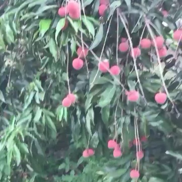 福建漳浦乌石荔枝