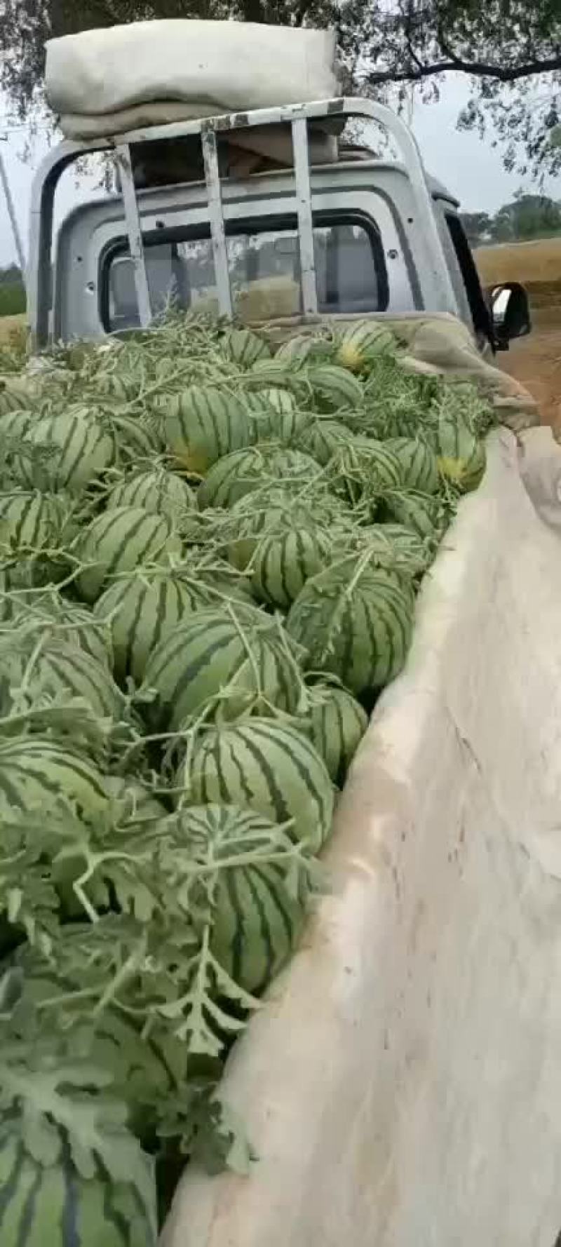 正宗陆地台头西瓜