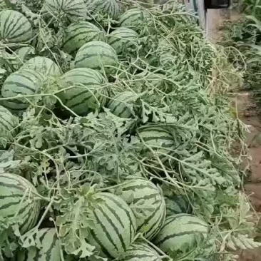 正宗陆地台头西瓜