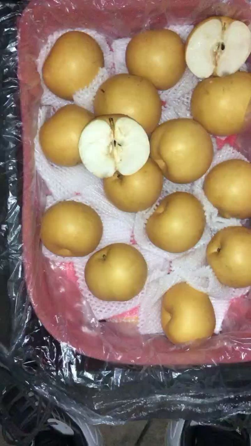 丰水梨🍐海量货源，全国发货，保质保量！