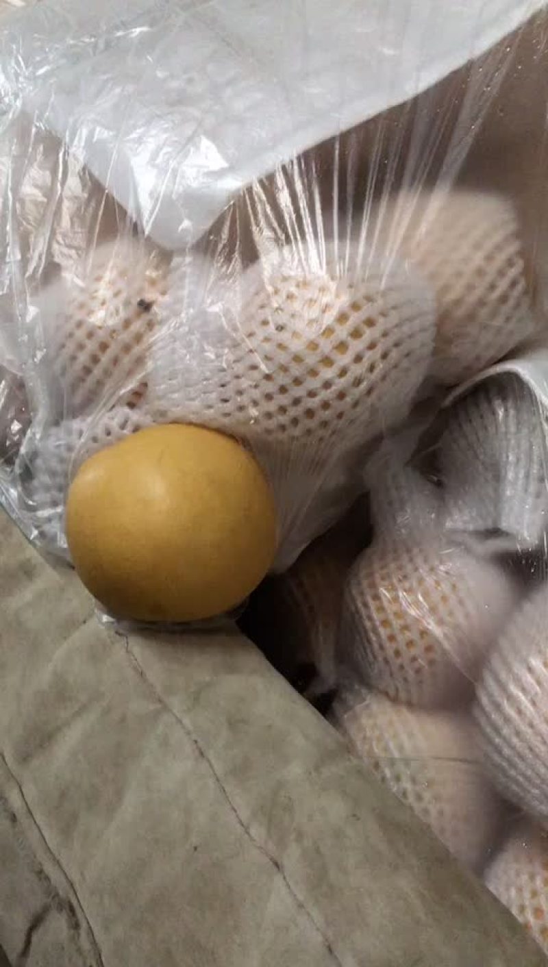丰水梨🍐海量货源，全国发货，保质保量！