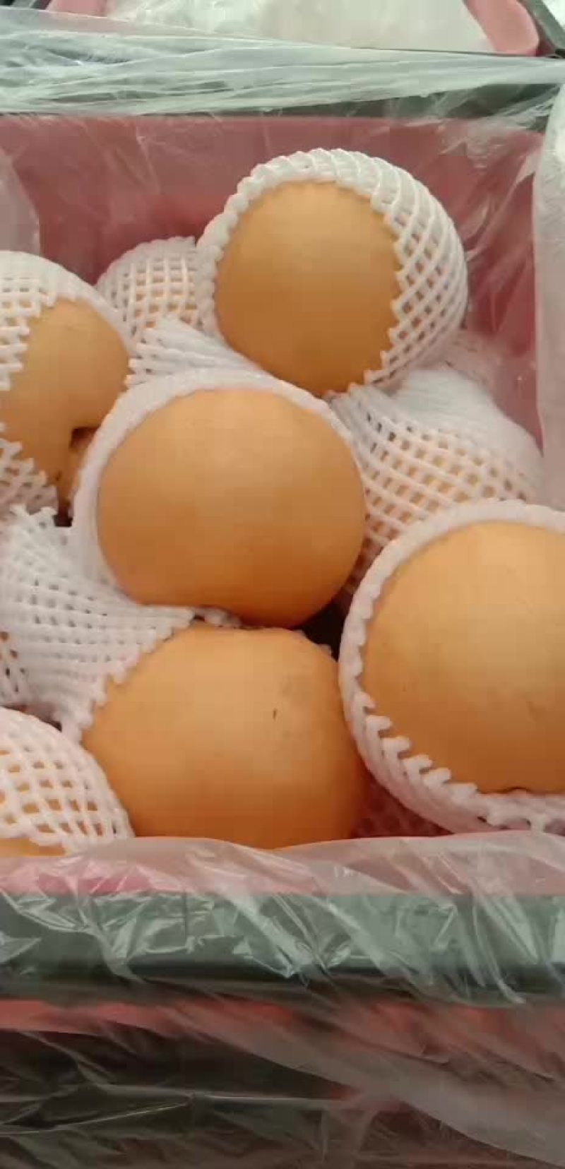 丰水梨🍐海量货源，全国发货，保质保量！