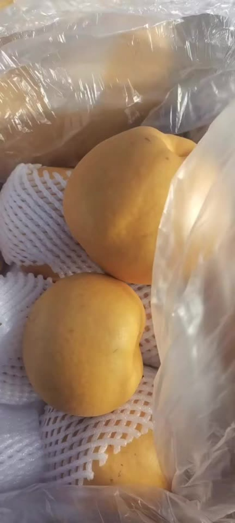丰水梨🍐海量货源，全国发货，保质保量！