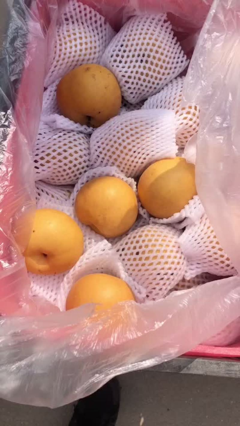 丰水梨🍐海量货源，全国发货，保质保量！