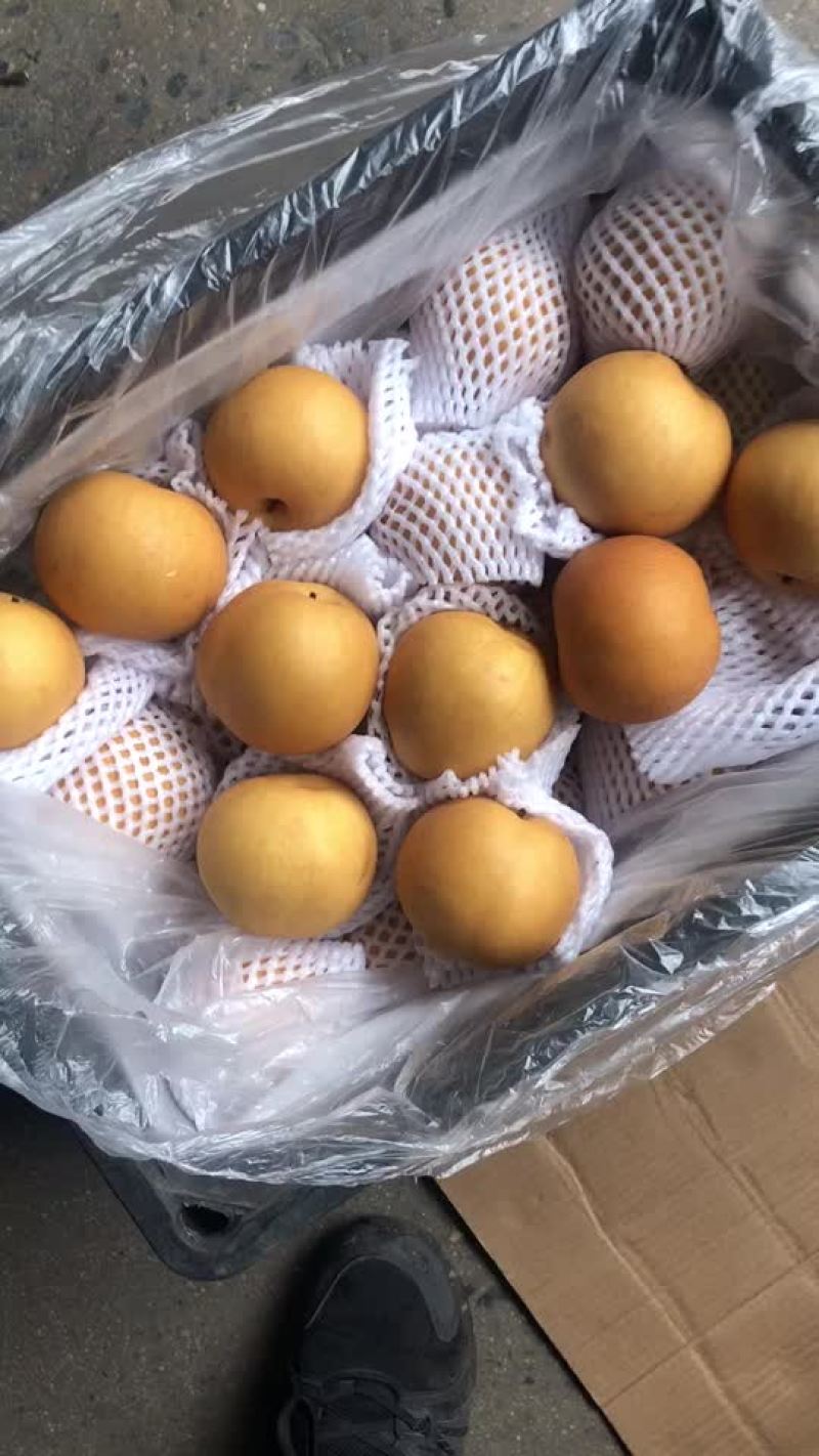 丰水梨🍐海量货源，全国发货，保质保量！