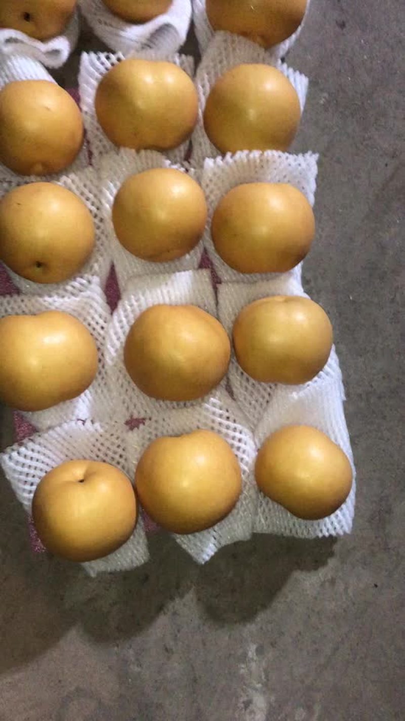 丰水梨🍐海量货源，全国发货，保质保量！