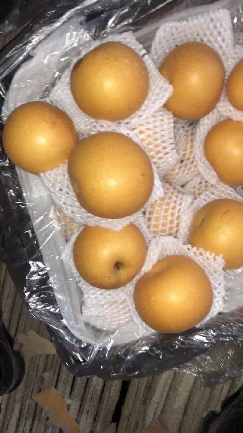 丰水梨🍐海量货源，全国发货，保质保量！