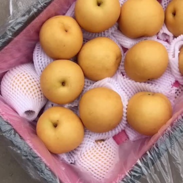 丰水梨🍐海量货源，全国发货，保质保量！