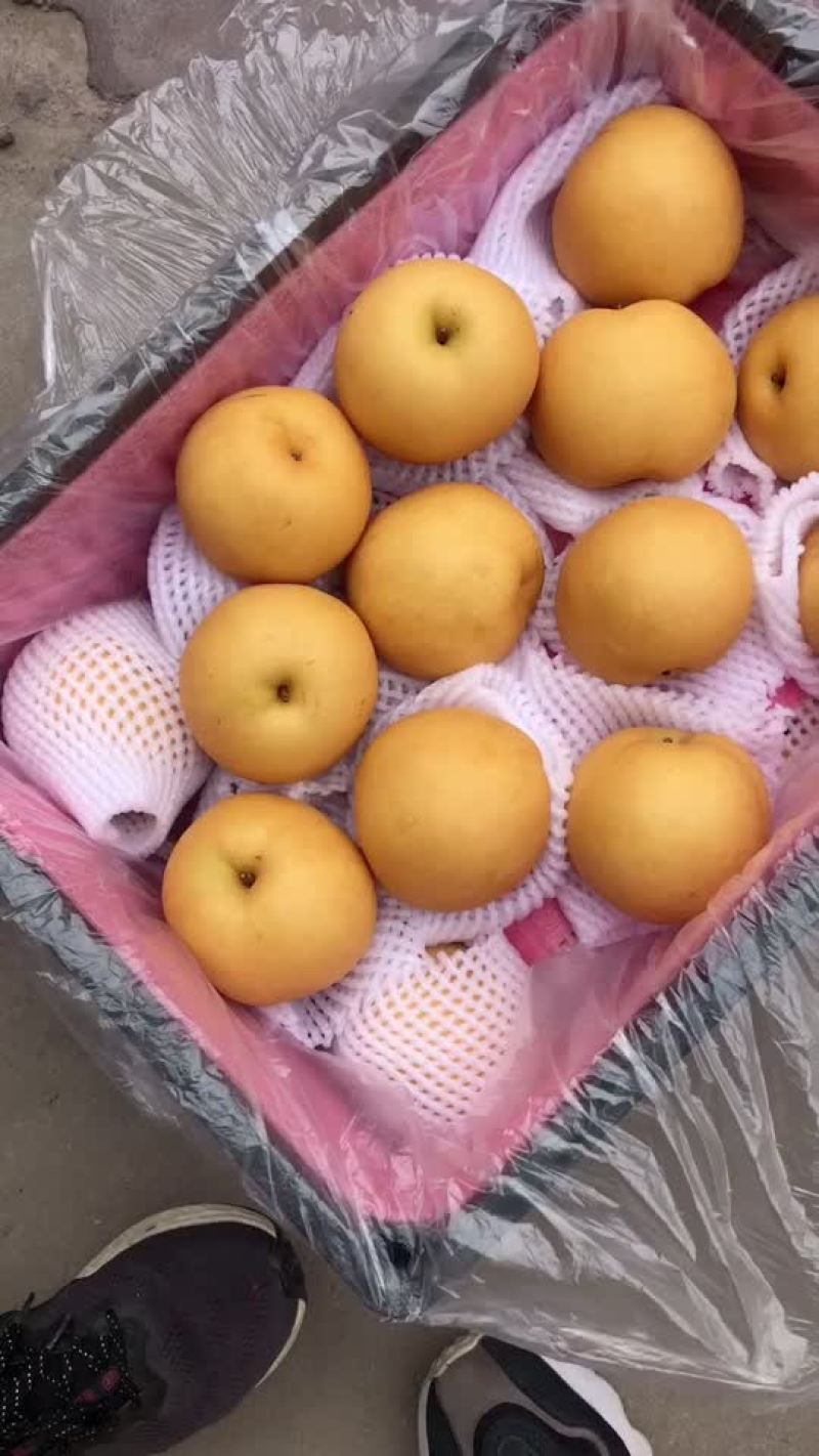 丰水梨🍐海量货源，全国发货，保质保量！