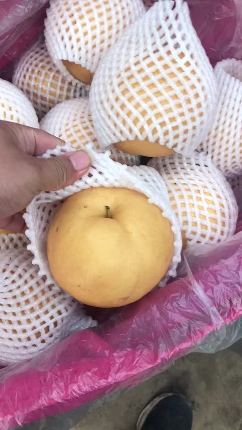 丰水梨🍐海量货源，全国发货，保质保量！
