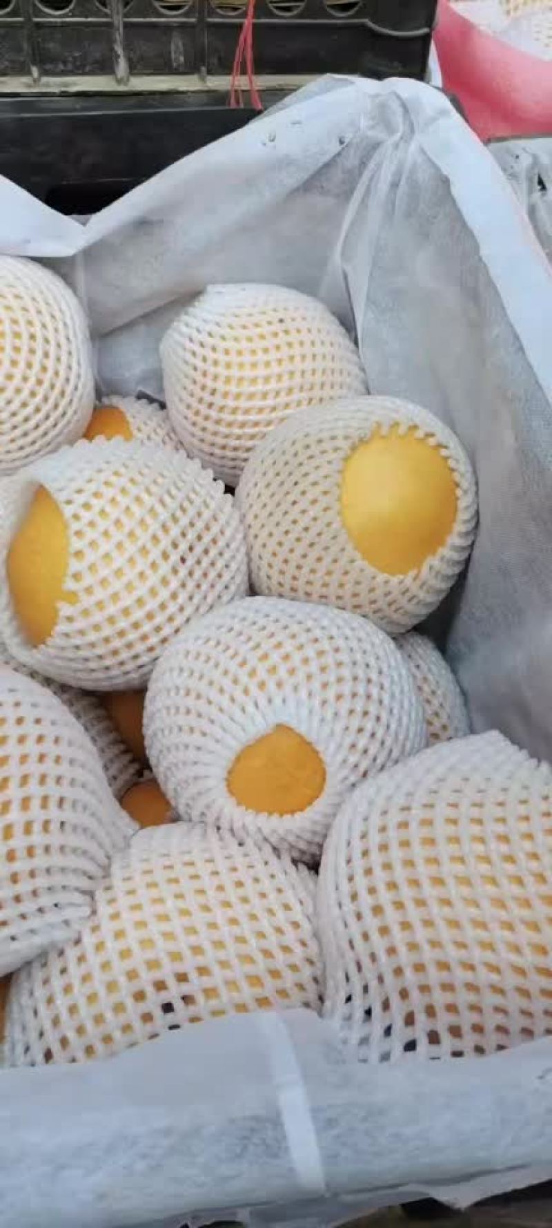 丰水梨🍐海量货源，全国发货，保质保量！