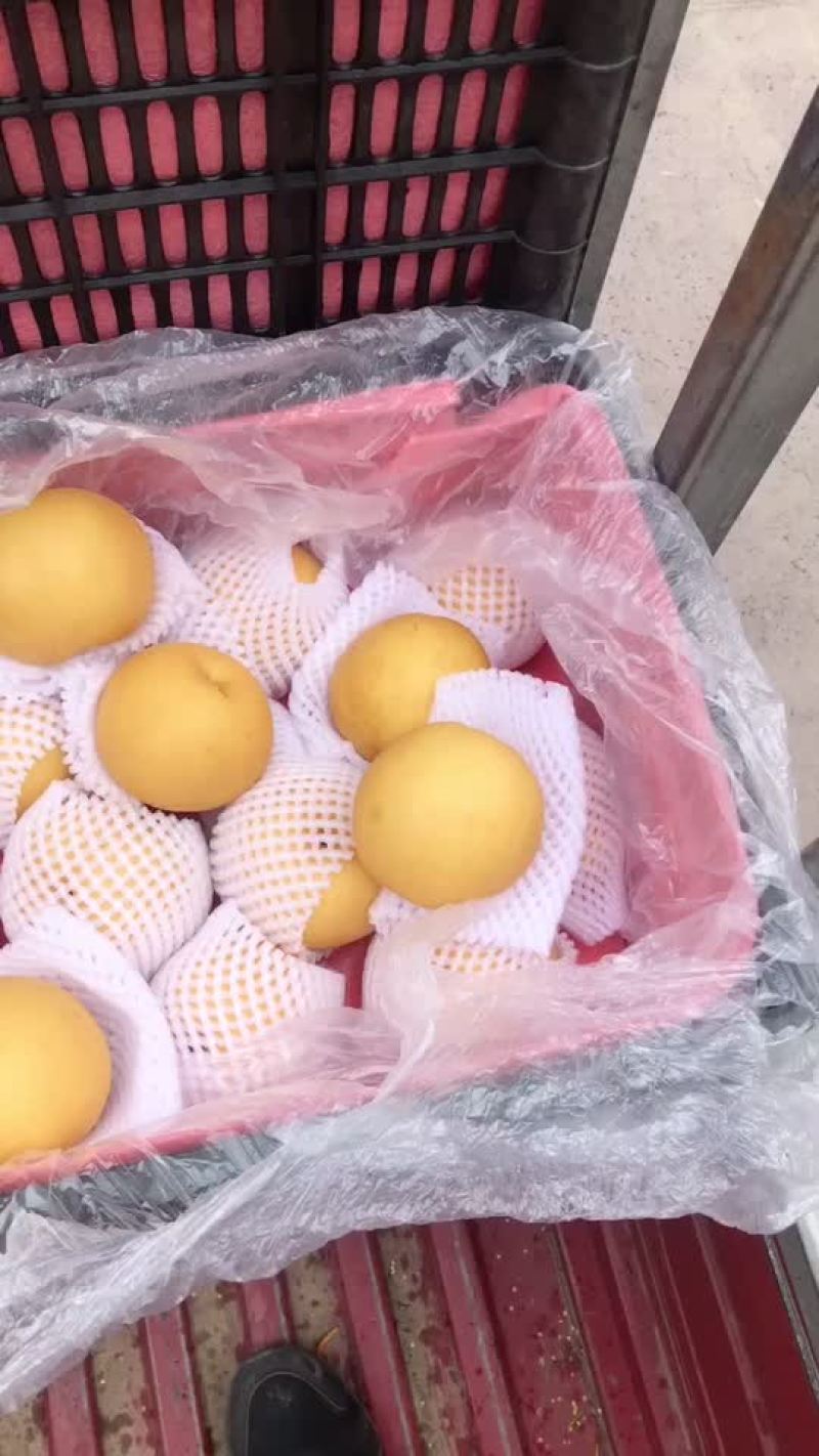 丰水梨🍐海量货源，全国发货，保质保量！