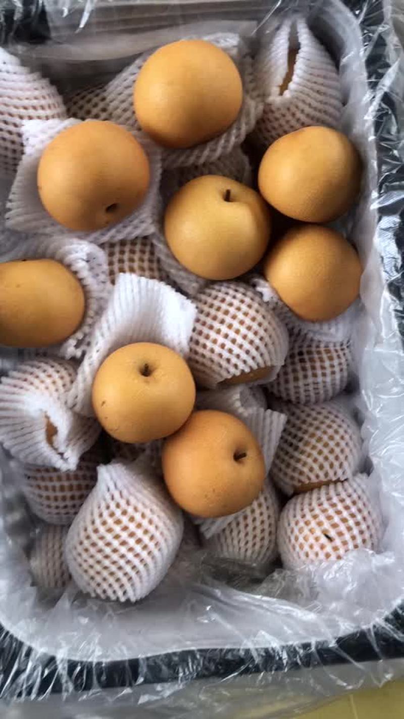 丰水梨🍐海量货源，全国发货，保质保量！