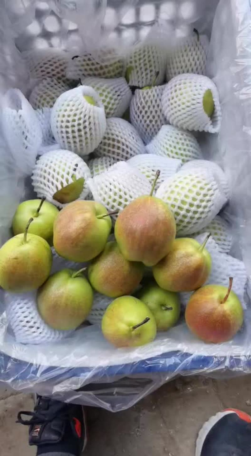 新梨七号🍐5-6毛一斤，质量好，价格优，全国发货
