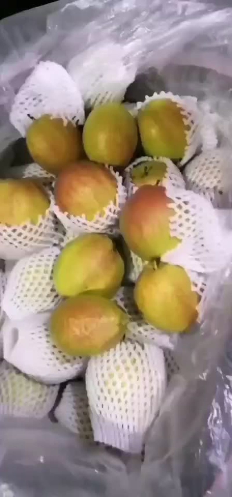 新梨七号🍐5-6毛一斤，质量好，价格优，全国发货