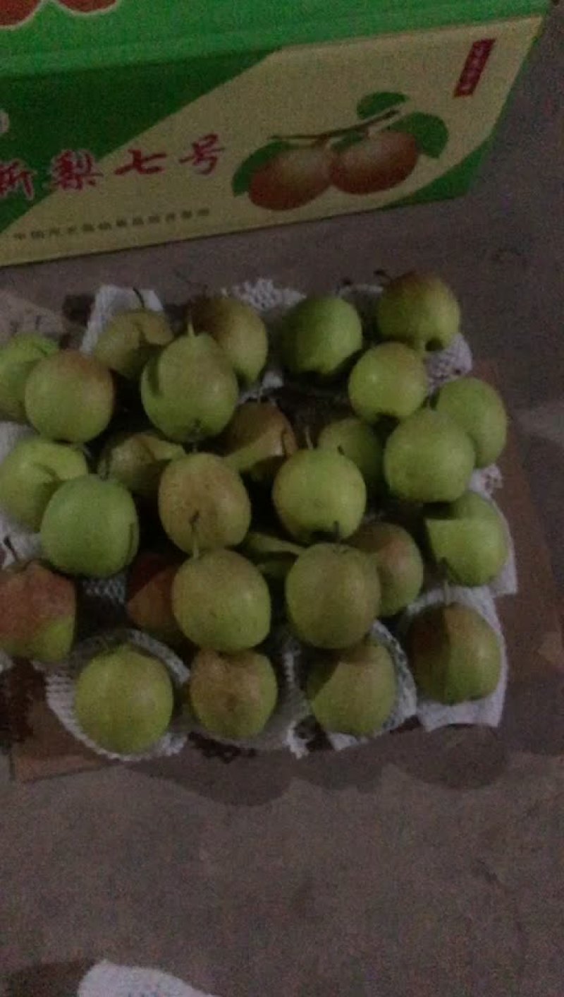 新梨七号🍐5-6毛一斤，质量好，价格优，全国发货