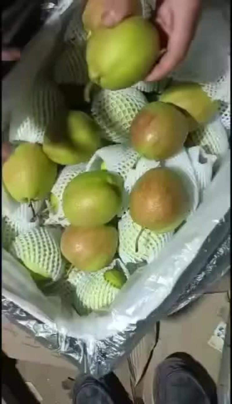 新梨七号🍐5-6毛一斤，质量好，价格优，全国发货