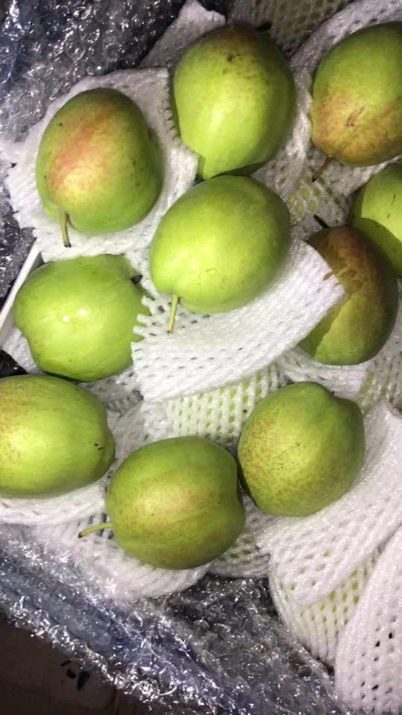 新梨七号🍐5-6毛一斤，质量好，价格优，全国发货