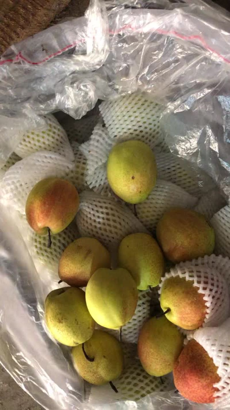 新梨七号🍐5-6毛一斤，质量好，价格优，全国发货