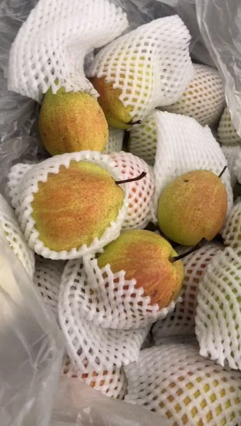 新梨七号🍐5-6毛一斤，质量好，价格优，全国发货