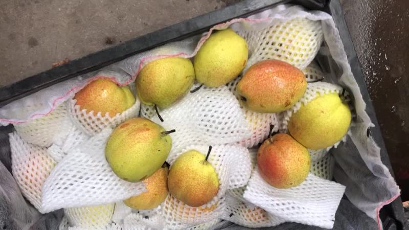 新梨七号🍐5-6毛一斤，质量好，价格优，全国发货