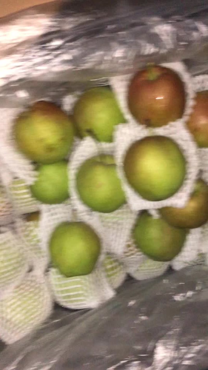 新梨七号🍐5-6毛一斤，质量好，价格优，全国发货
