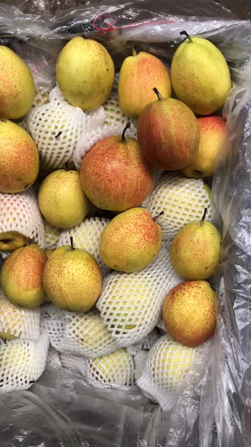 新梨七号🍐5-6毛一斤，质量好，价格优，全国发货