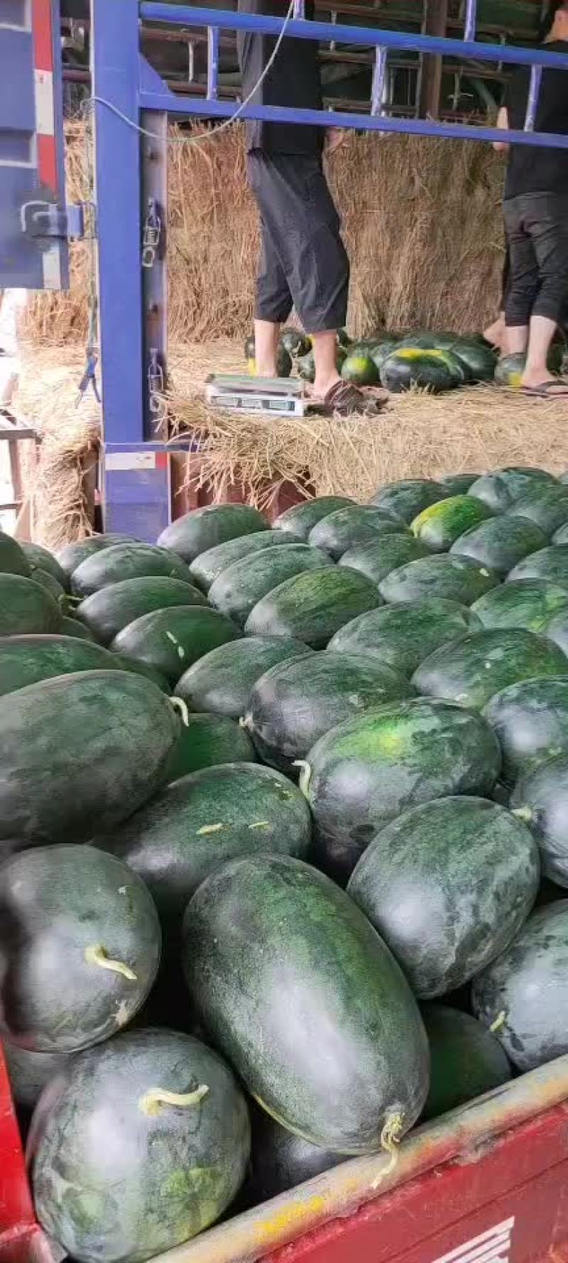 西瓜，甜王，黑美人，无籽瓜，美都麒麟瓜，甘美4K，散装瓜
