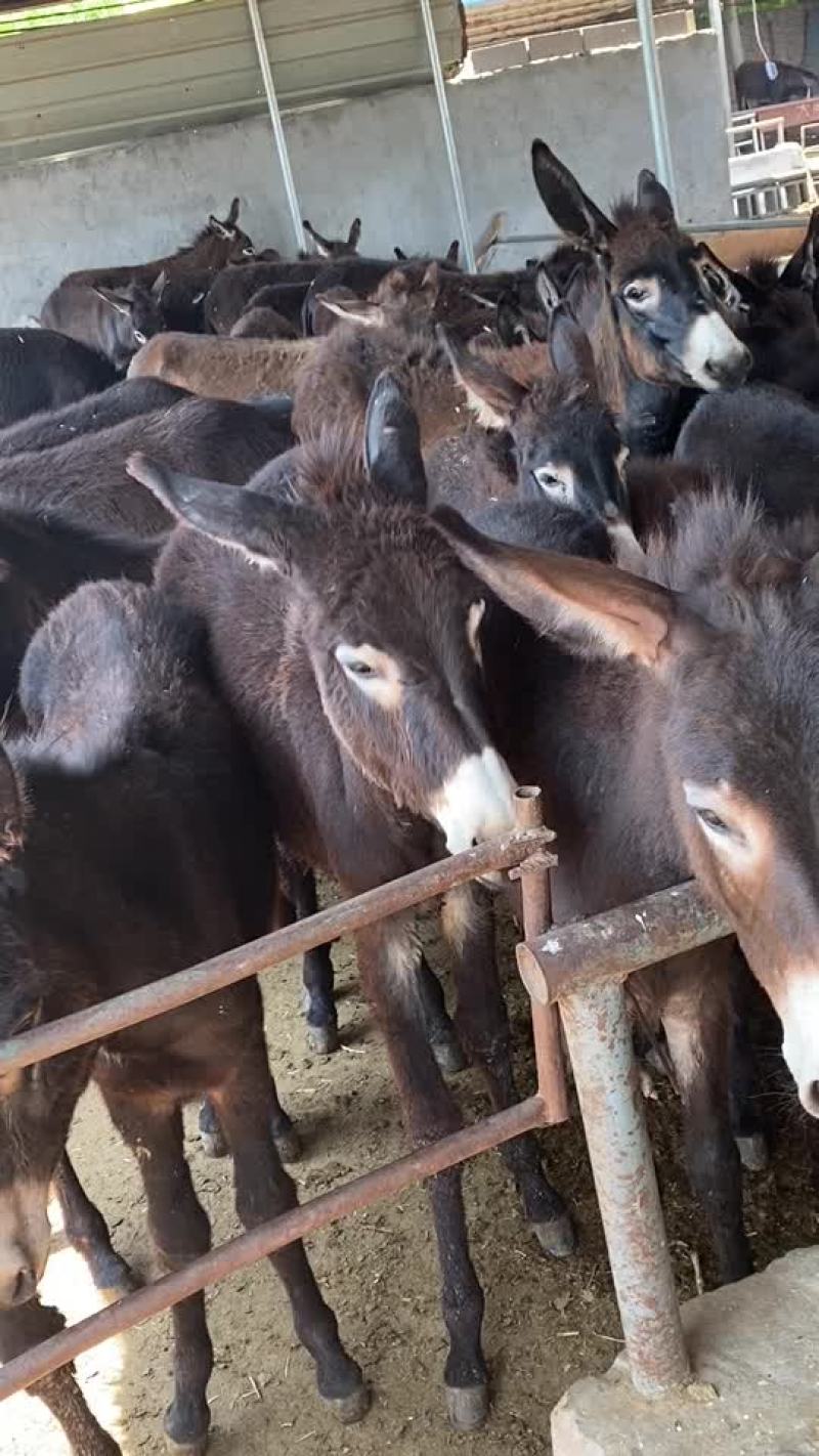 德州肉驴驴苗驴驹