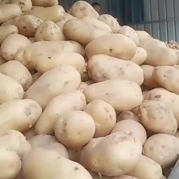精品土豆