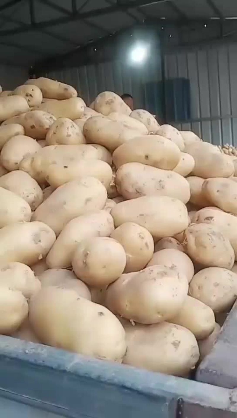 精品土豆