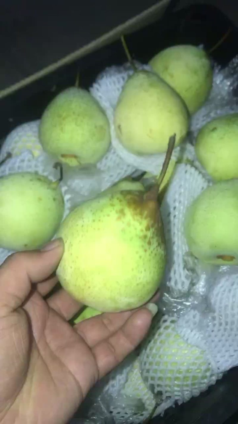 膜袋水晶鸭梨🍐2-3毛，口感嘎嘎甜，全国发货