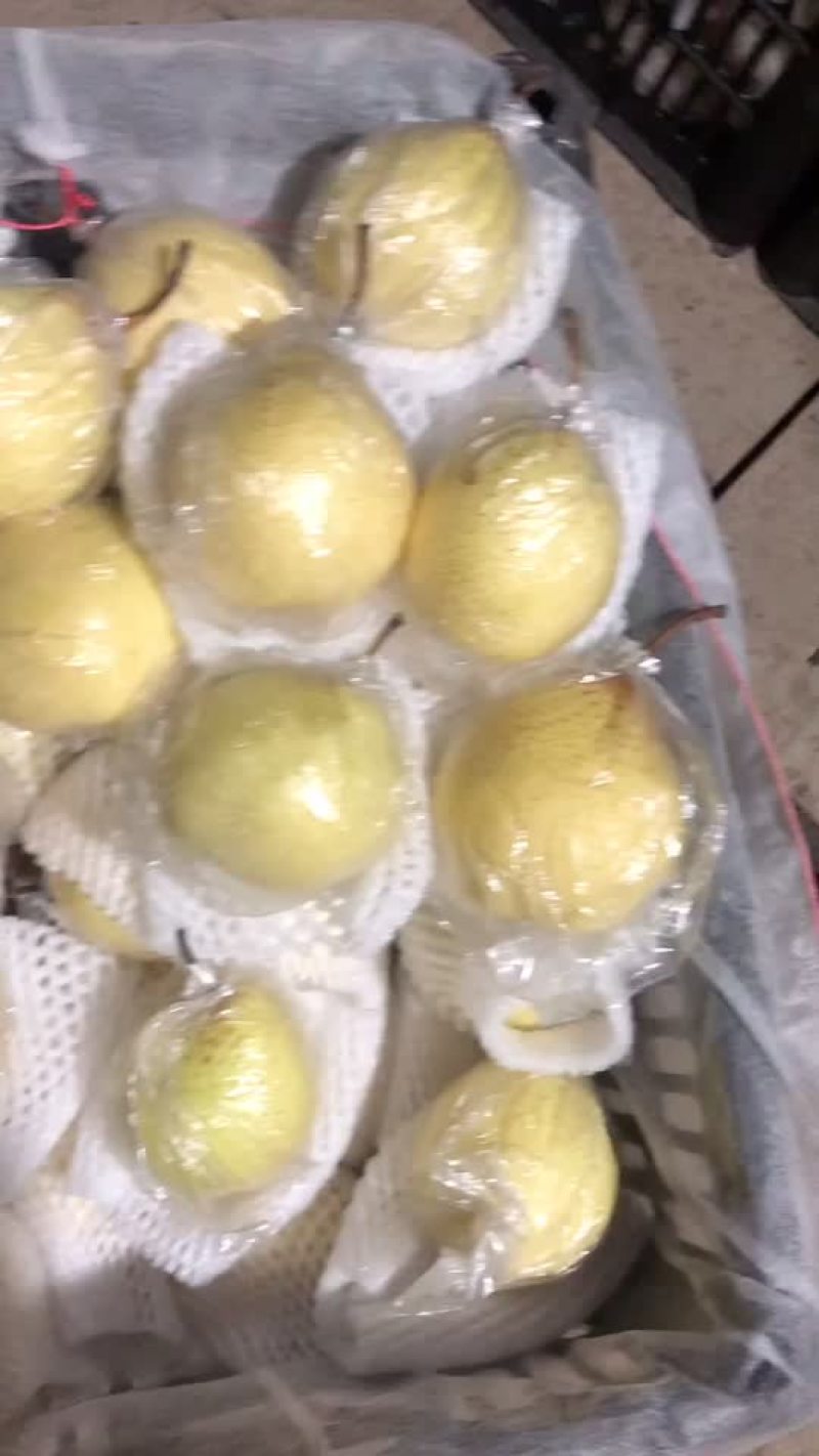 膜袋水晶鸭梨🍐2-3毛，口感嘎嘎甜，全国发货