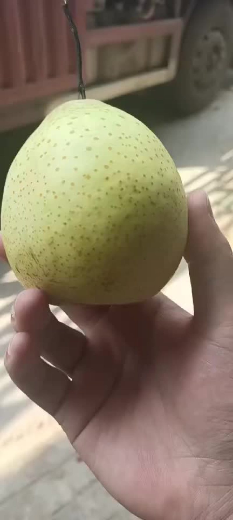 膜袋水晶鸭梨🍐2-3毛，口感嘎嘎甜，全国发货