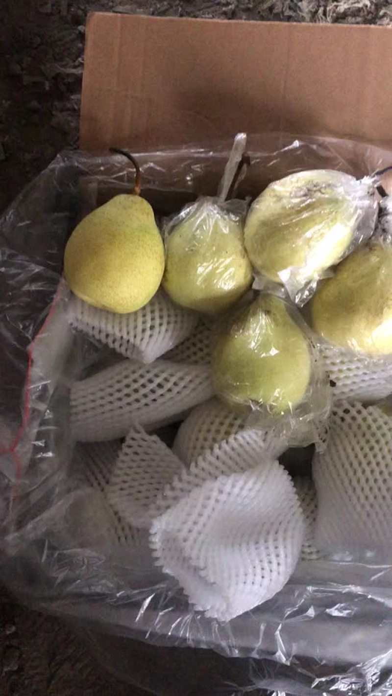 膜袋水晶鸭梨🍐2-3毛，口感嘎嘎甜，全国发货
