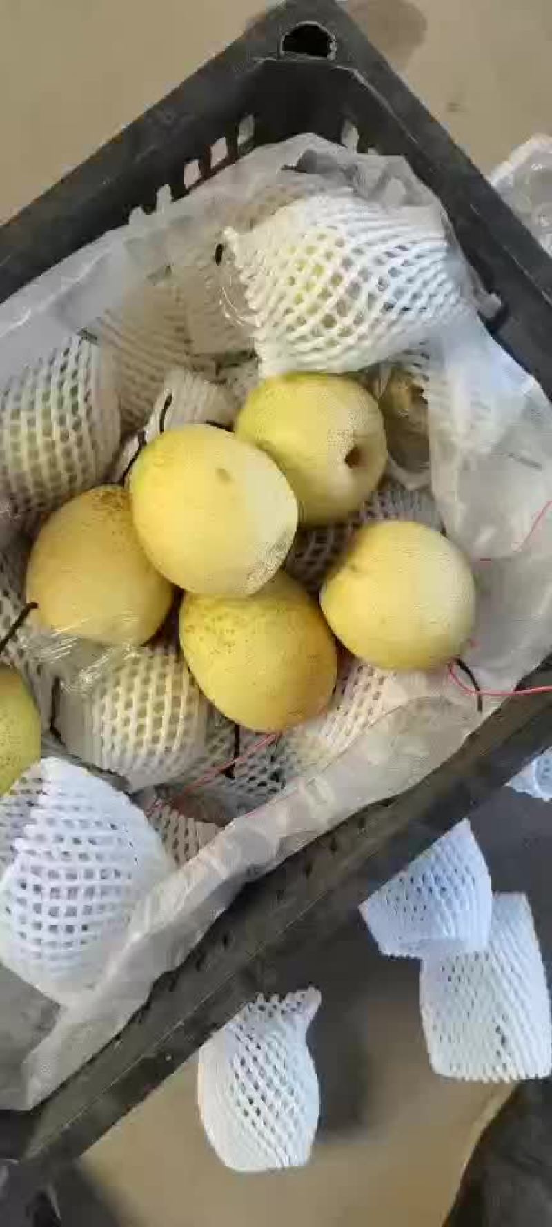 膜袋水晶鸭梨🍐2-3毛，口感嘎嘎甜，全国发货