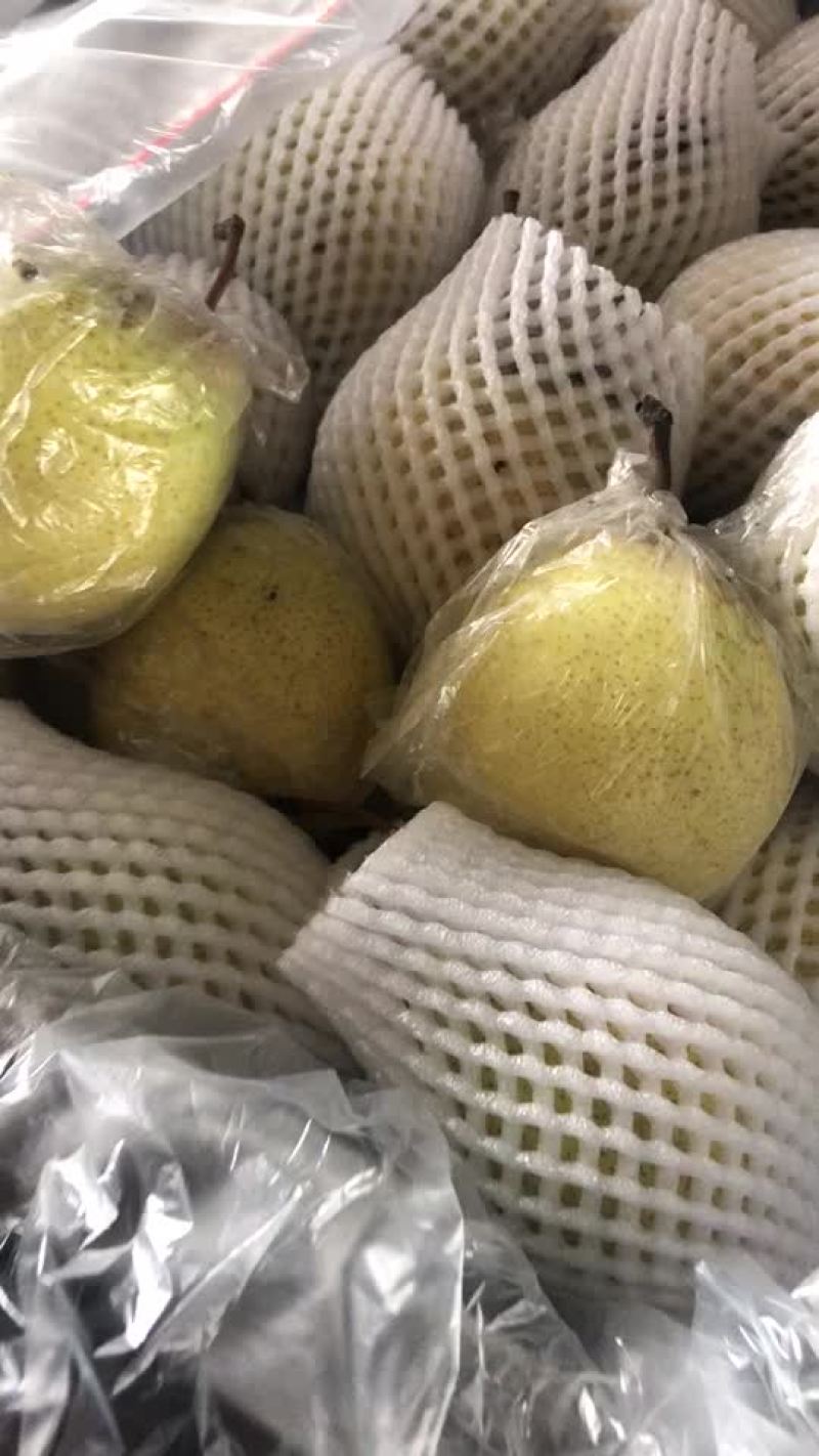 膜袋水晶鸭梨🍐2-3毛，口感嘎嘎甜，全国发货
