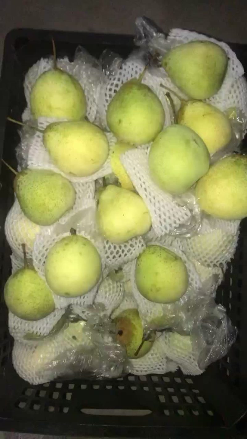 膜袋水晶鸭梨🍐2-3毛，口感嘎嘎甜，全国发货