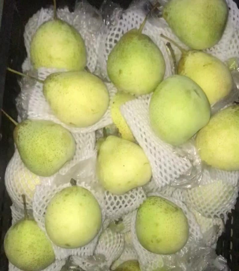 膜袋水晶鸭梨🍐2-3毛，口感嘎嘎甜，全国发货