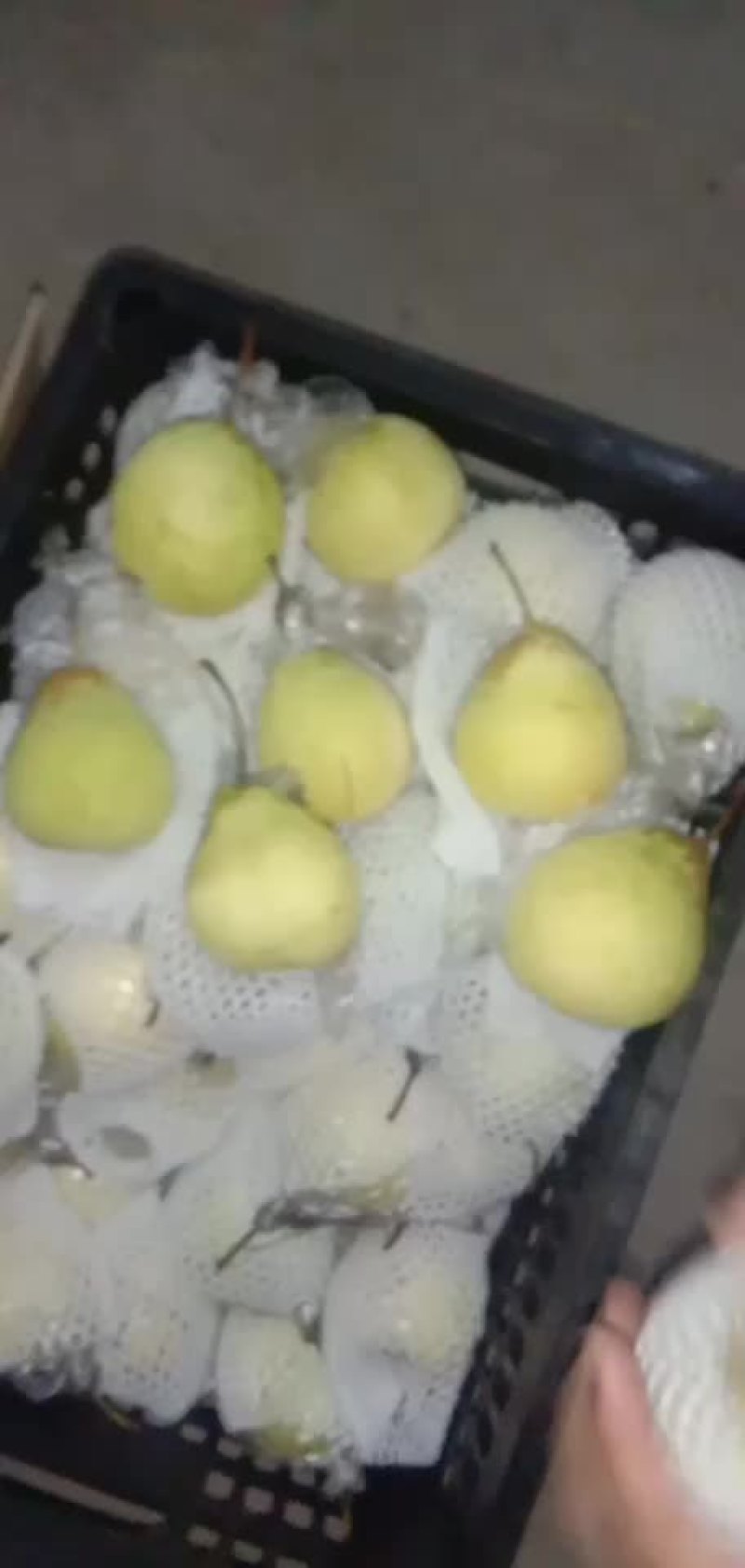 膜袋水晶鸭梨🍐2-3毛，口感嘎嘎甜，全国发货